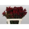 Leucadendron Blush Spray