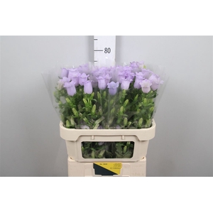 Camp M Champion Lavender