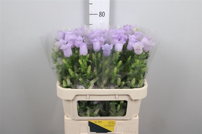 <h4>Camp M Champion Lavender</h4>