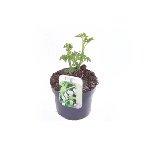 Dicentra spectabilis Alba