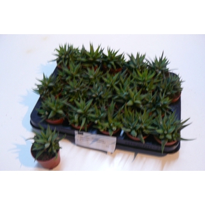 HAWORTHIA CONCOLOR P7