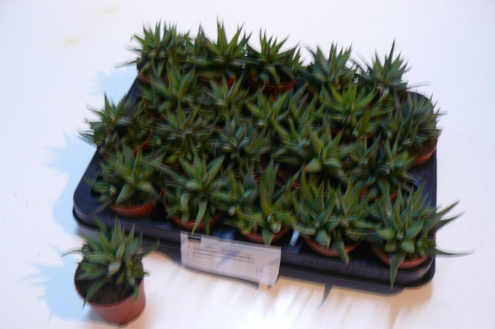 <h4>HAWORTHIA CONCOLOR P7</h4>