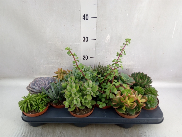 <h4>Succulents   ...</h4>