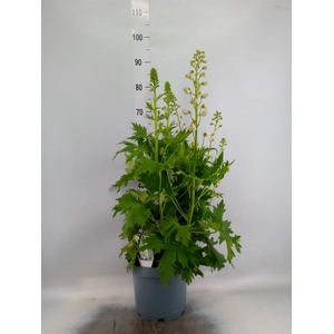 Delphinium el. 'PacG MagicFountian'