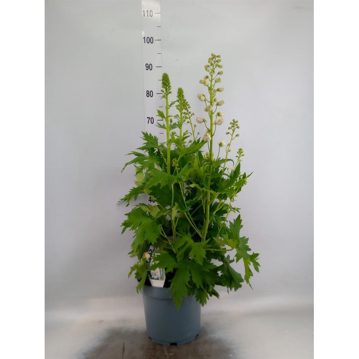 <h4>Delphinium el. 'PacG MagicFountian'</h4>