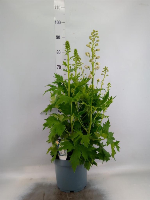 Delphinium el. 'PacG MagicFountian'