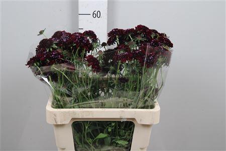 <h4>Scab At Blackberry Scoop</h4>