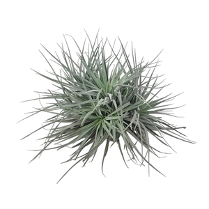 Tillandsia silver clumb large