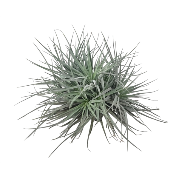 <h4>Tillandsia silver clumb large</h4>