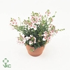 Diascia  'FlyColors Upright Appleb'