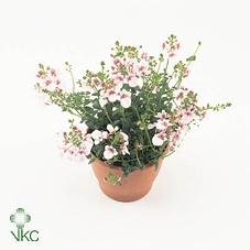 Diascia  'FlyColors Upright Appleb'