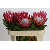 Protea Cynaroides Madiba
