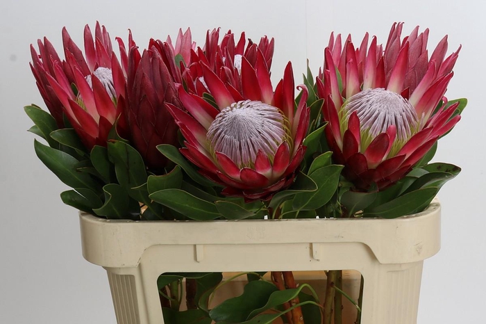 <h4>Protea Cynaroides Madiba</h4>