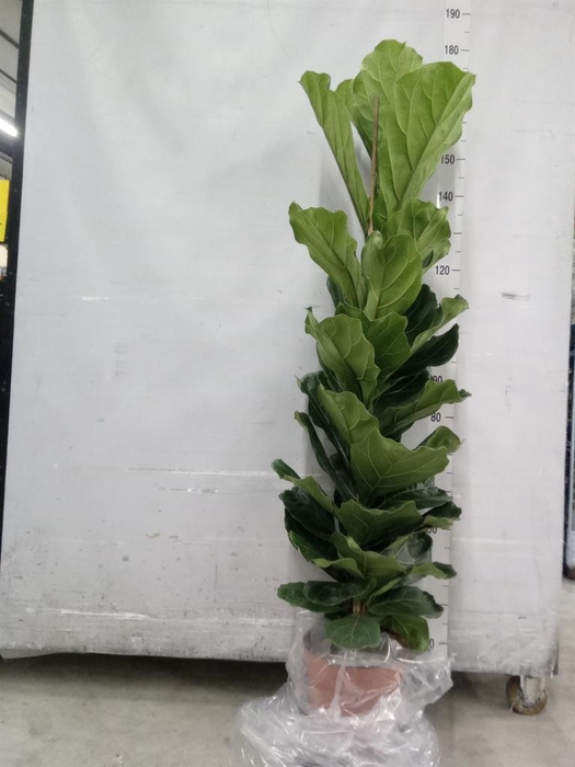 <h4>Ficus lyrata</h4>