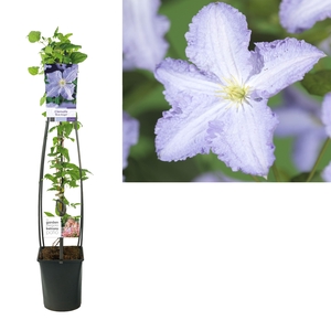 Clematis 'Blue Angel' +light label