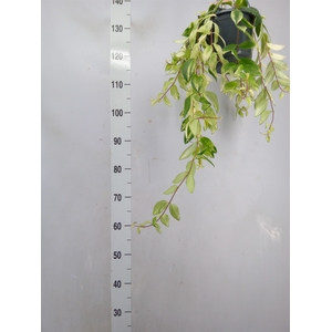 Aeschynanthus lobb. 'Variegatus'