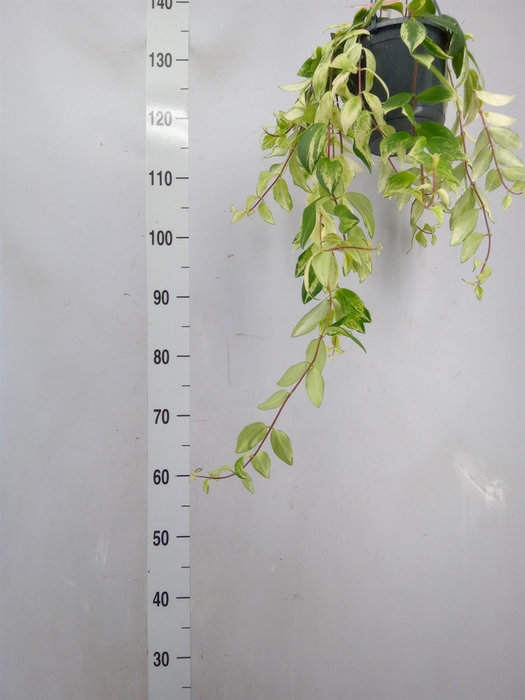 <h4>Aeschynanthus lobb. 'Variegatus'</h4>