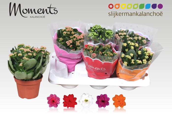 <h4>KAL GE GEM 5 KL</h4>