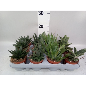 Aloe   ...mix