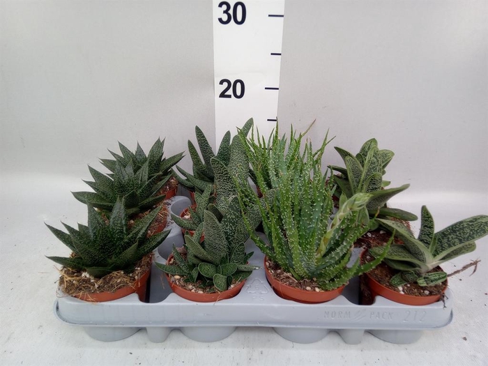 <h4>Aloe ...mix</h4>