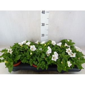 Petunia  'Surfinia Baby White'