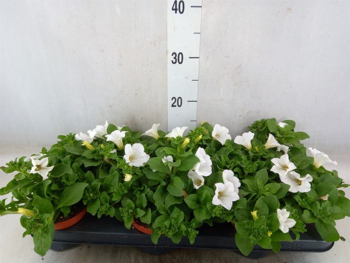 <h4>Petunia  'Surfinia Baby White'</h4>