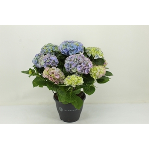 Hydrangea Hi River blue (Hortensia)
