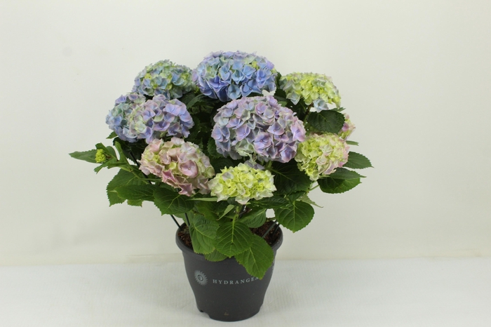 <h4>Hydrangea Hi River blue (Hortensia)</h4>