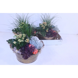 ARR TUINPLANTEN
