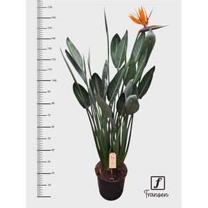 Strelitzia Regin Bl