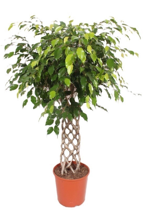 <h4>Ficus Exotica</h4>