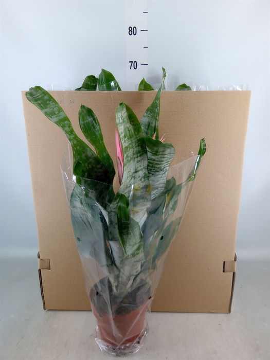 <h4>Aechmea fasciata 'Primera'</h4>