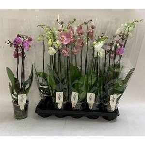 PHAL GEM