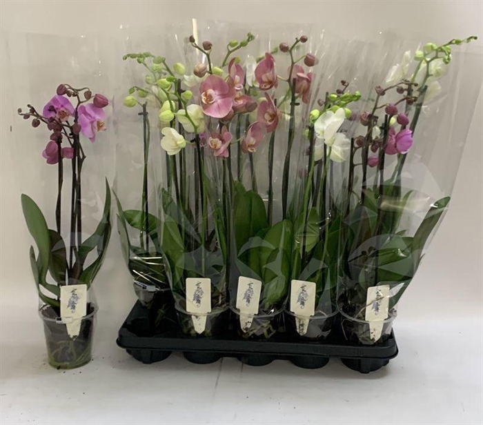 <h4>PHAL GEM</h4>