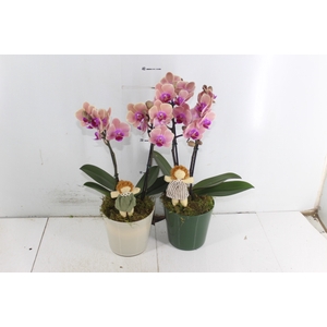 COQ. PLANTAS ORN. T4