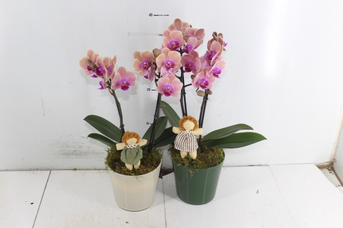 COQ. PLANTAS ORN. T4