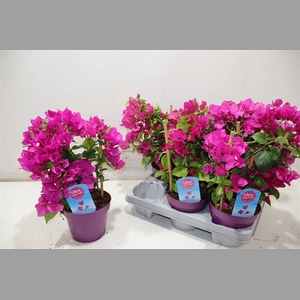 Bougainv Vera D P Im