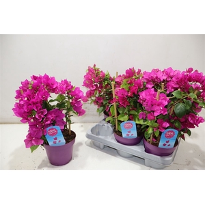 Bougainv Vera D P Im