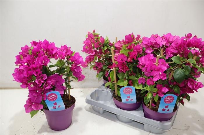 <h4>Bougainv Vera D P Im</h4>