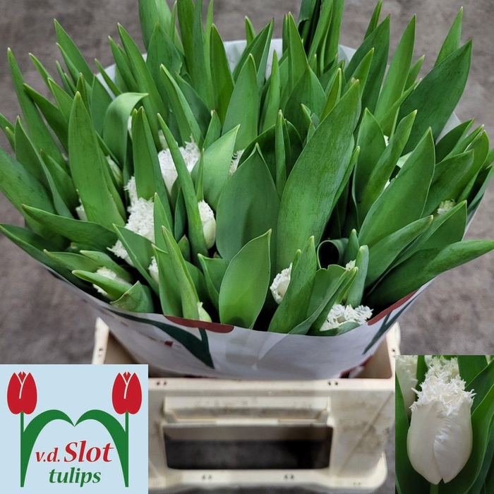 <h4>TU FR WHITE SHARK</h4>