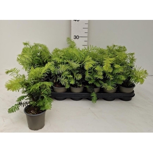 TAXUS BA SUMMERGOLD
