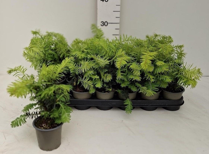 <h4>TAXUS BA SUMMERGOLD</h4>