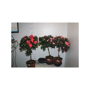 Rhodo Ov Stam 65cm