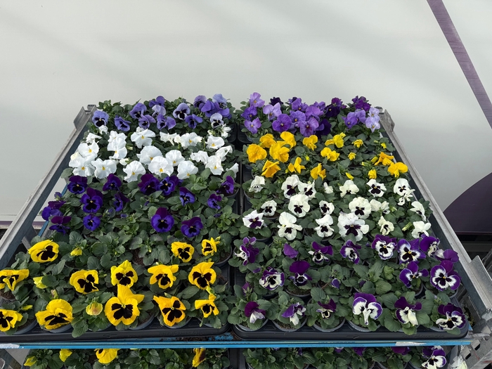 <h4>VIO F1 HYBR MIXK</h4>