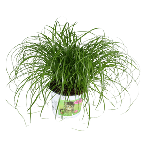 Cyperus alternifolius Zumula in bedrukte pot