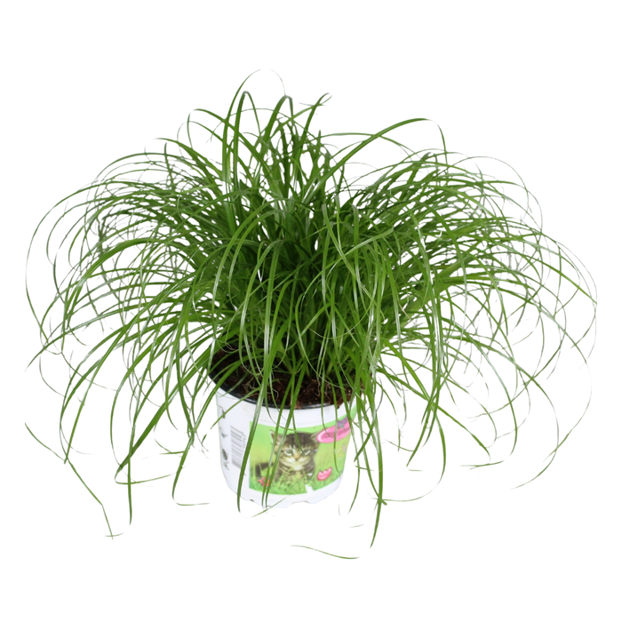 <h4>Cyperus alternifolius Zumula in bedrukte pot</h4>
