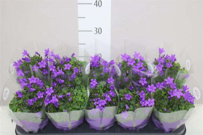 <h4>Campanula Port Ocean Blue In Hoes</h4>