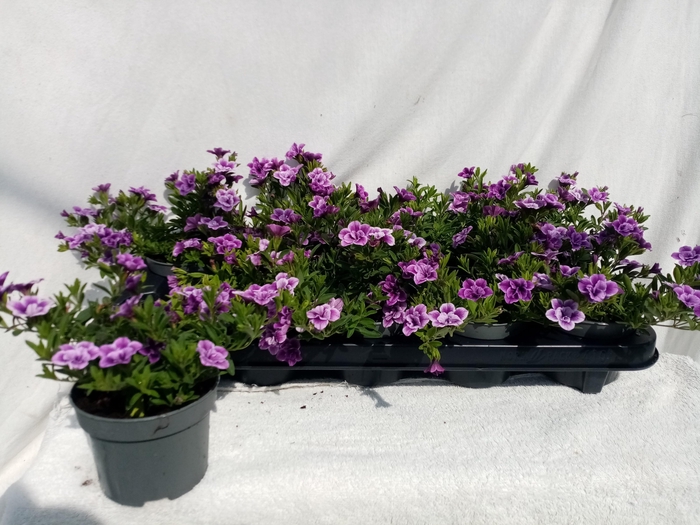 <h4>CALIB CA SKY BLUE</h4>