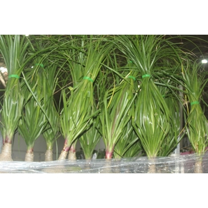 BEAUCARNEA P24
