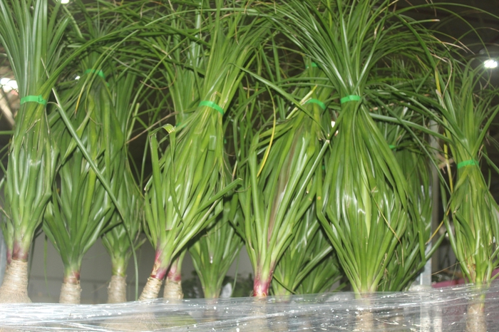 <h4>BEAUCARNEA P24</h4>